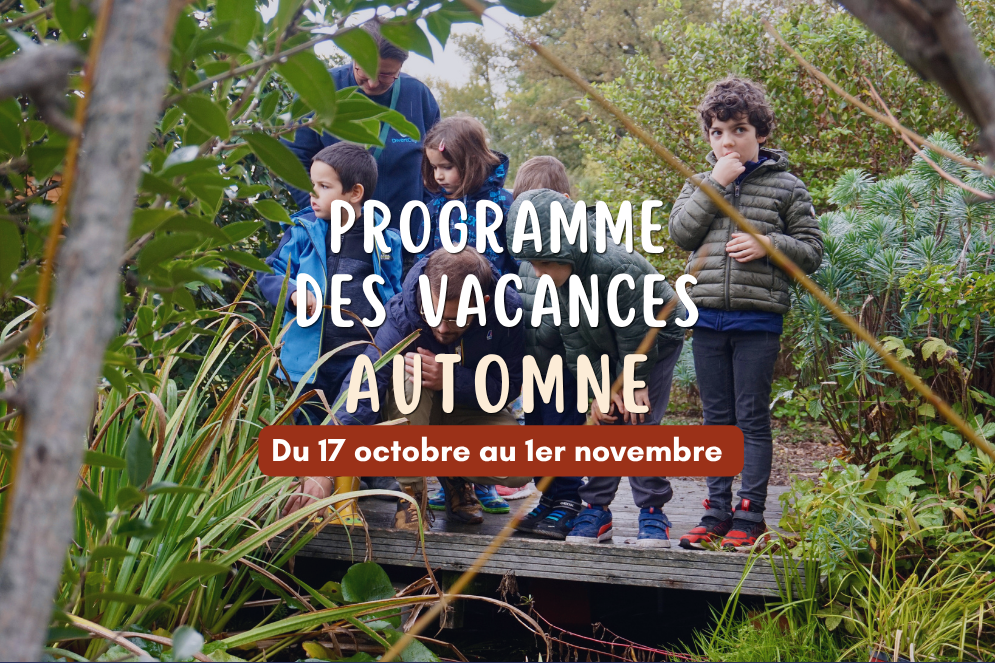 Visuel avec photo en fond, dans la nature, d'un groupe d'enfants en train d'observer quelque chose, et le titre "programme des vacances automne"