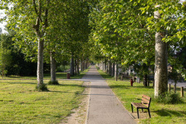 Photo chemin entre rangées d'arbres, banc sur la droite du chemin au premier plan