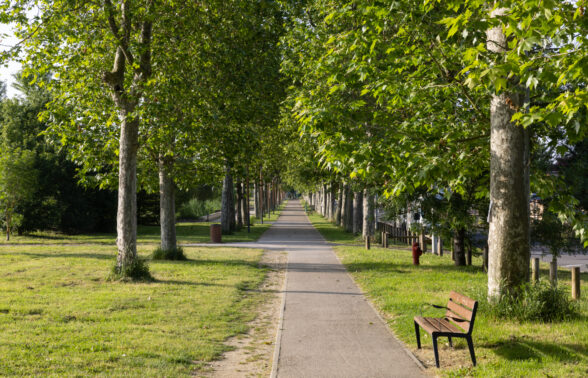 Photo chemin entre rangées d'arbres, banc sur la droite du chemin au premier plan