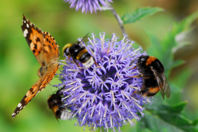 Photo d'abeilles, bourdon et papillon qui butinent une fleur - Agrandir l'image, fenêtre modale
