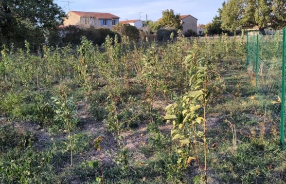 Photo de jeunes arbres