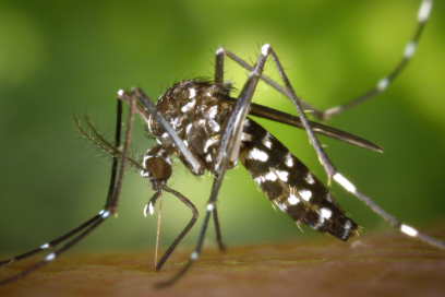 Photo de moustique tigre prise de près - Agrandir l'image, fenêtre modale