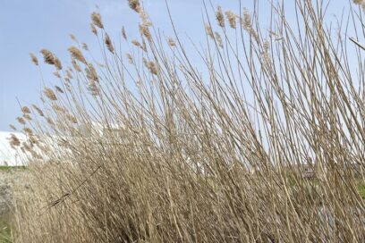Photo de végétation haute - Agrandir l'image, fenêtre modale