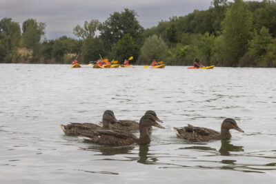 Photo de plusieurs canards au premier plan et des enfants sur leurs kayaks à l'arrière-plan sur le lac - Agrandir l'image 13 sur 16, fenêtre modale