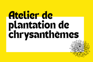 visuel fond jaune avec titre "atelier de plantation de chrysanthèmes"